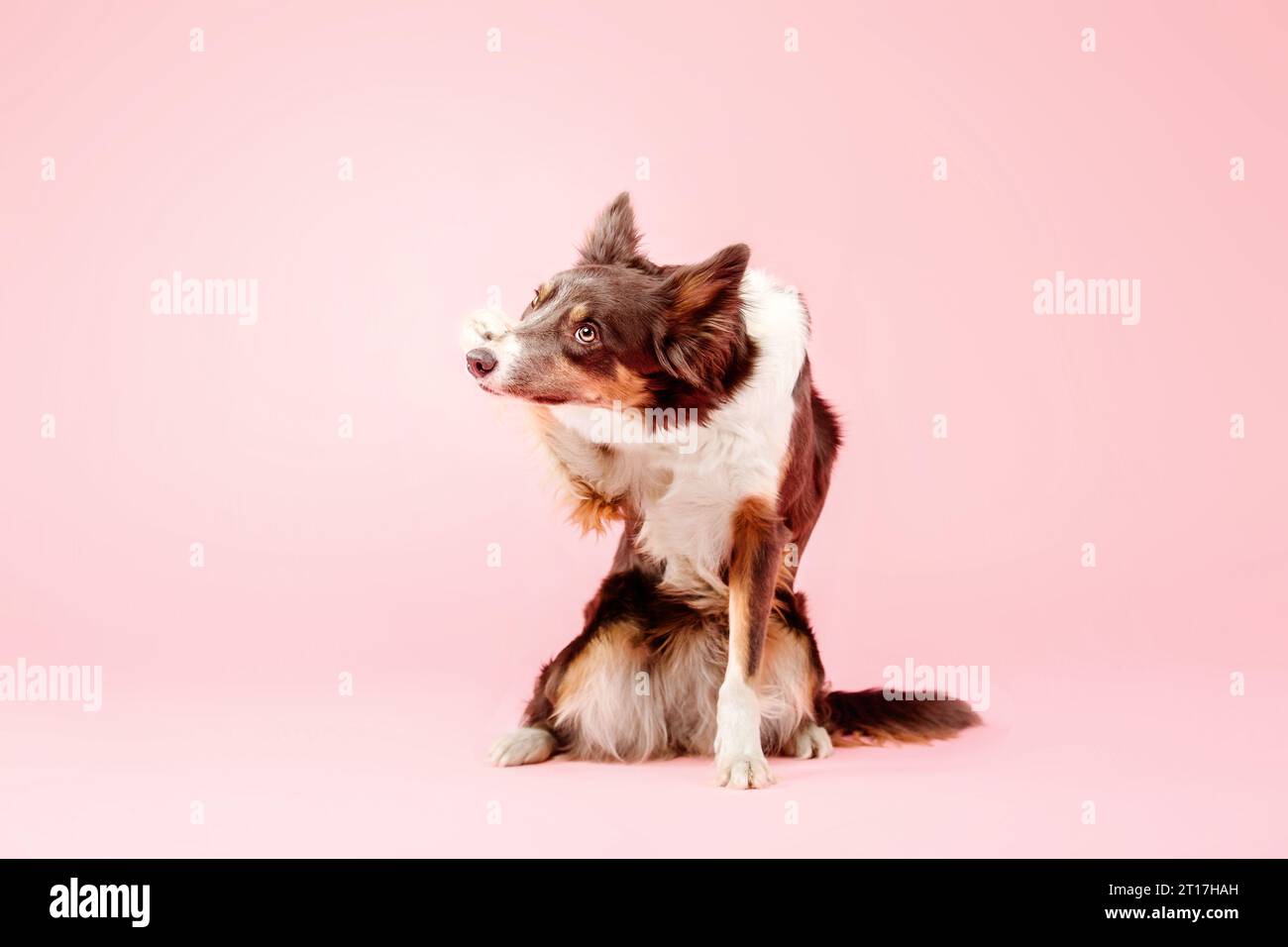 Border Collie Dog nello studio fotografico su sfondo rosa Foto Stock