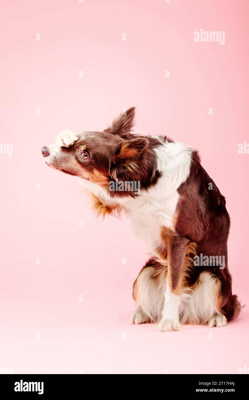 Border Collie Dog nello studio fotografico su sfondo rosa Foto Stock