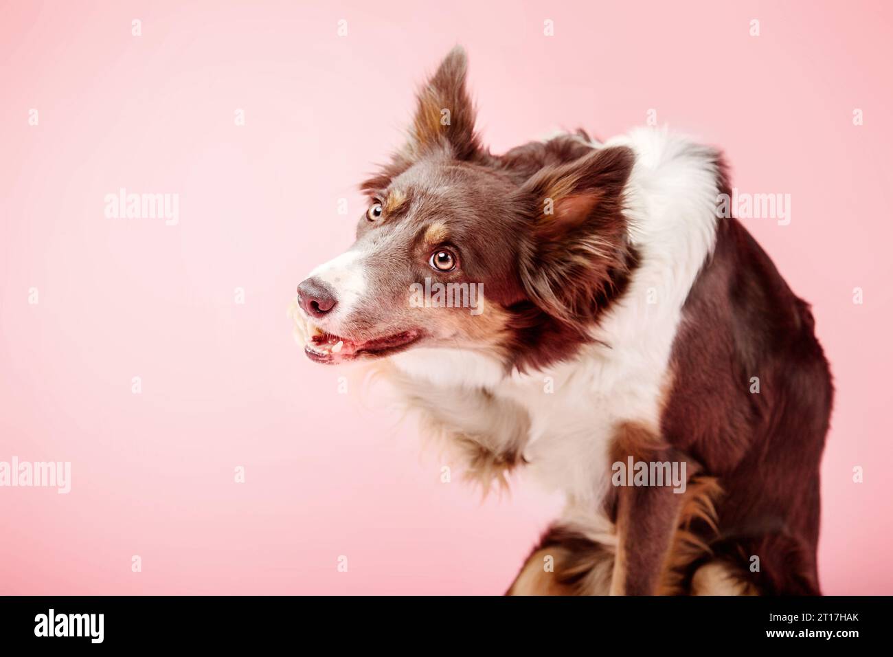 Border Collie Dog nello studio fotografico su sfondo rosa Foto Stock