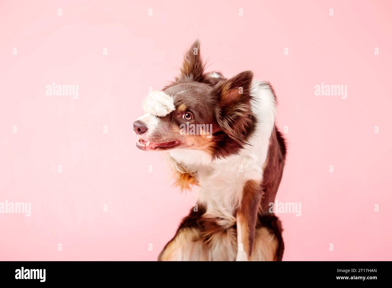 Border Collie Dog nello studio fotografico su sfondo rosa Foto Stock
