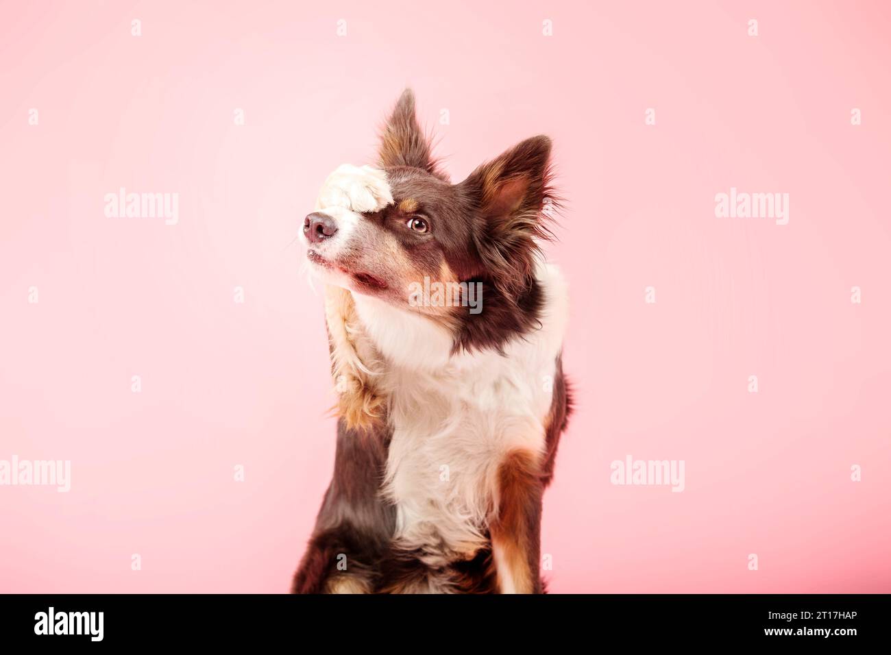 Border Collie Dog nello studio fotografico su sfondo rosa Foto Stock