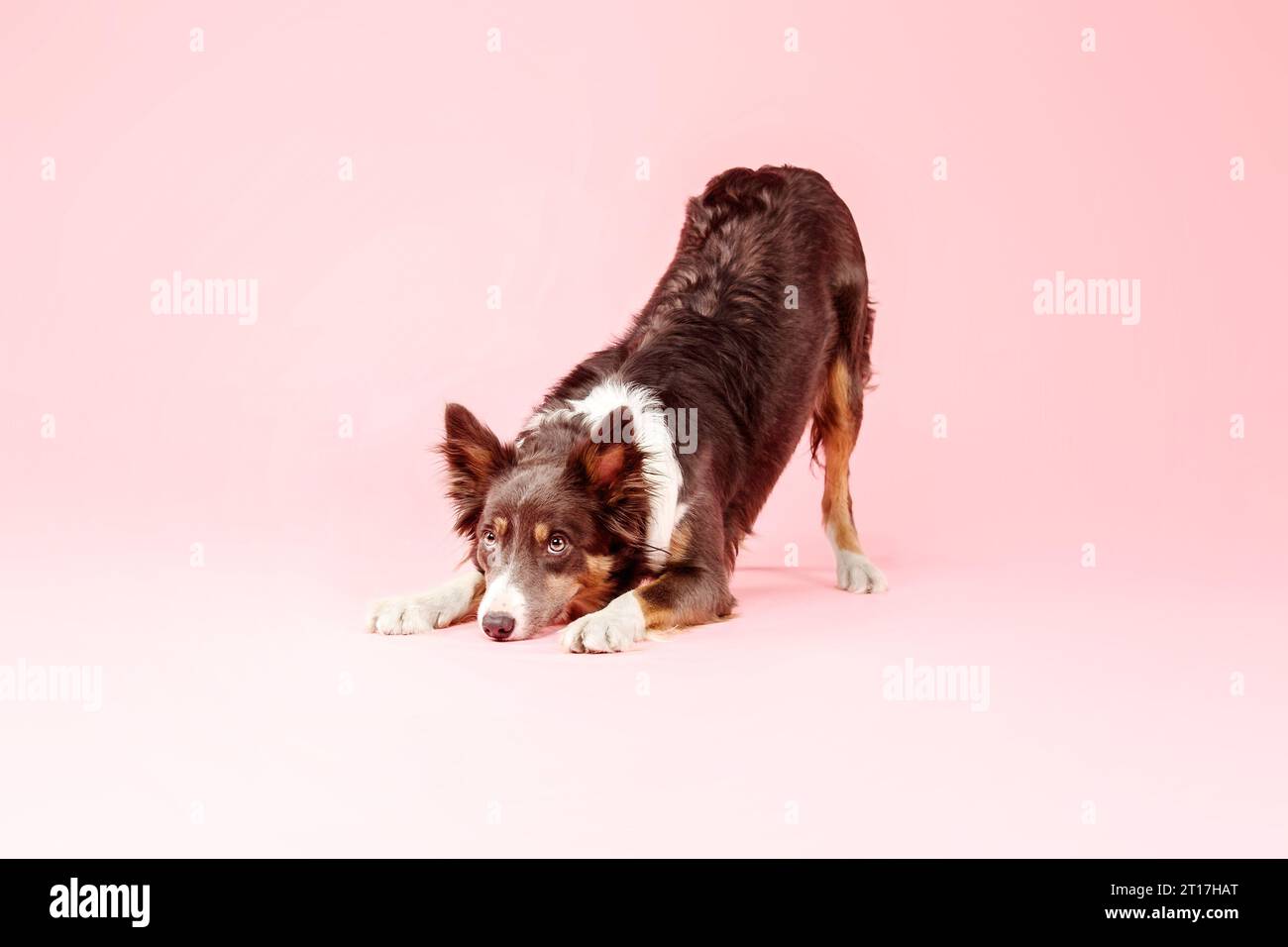 Border Collie Dog nello studio fotografico su sfondo rosa Foto Stock