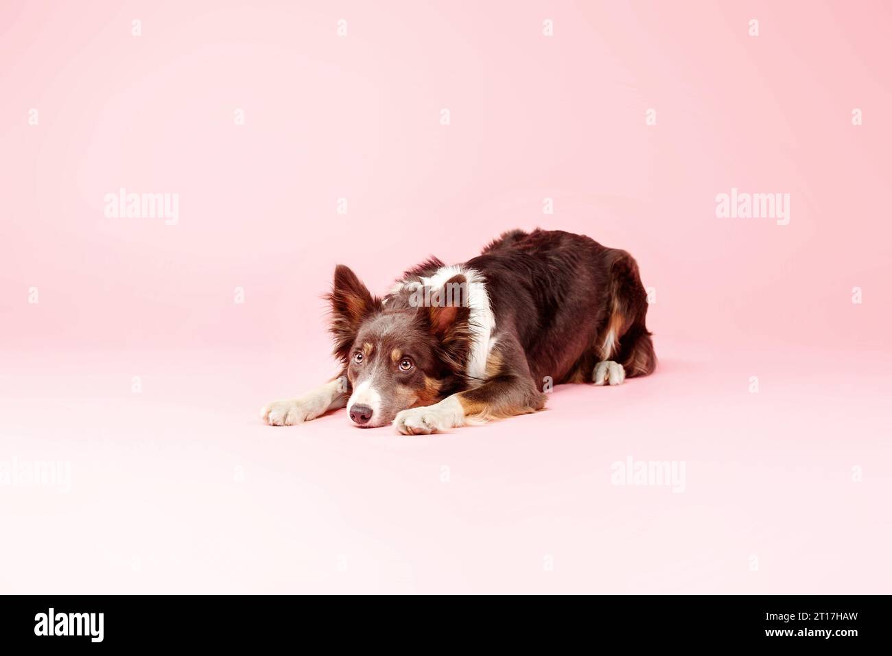 Border Collie Dog nello studio fotografico su sfondo rosa Foto Stock