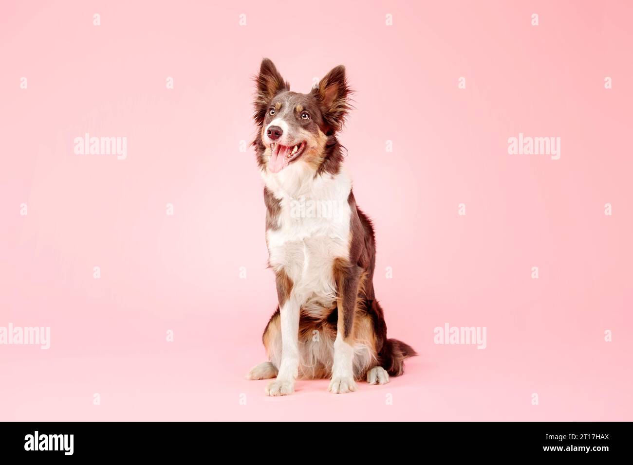 Border Collie Dog nello studio fotografico su sfondo rosa Foto Stock