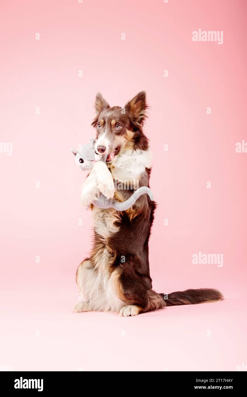 Border Collie Dog nello studio fotografico su sfondo rosa Foto Stock