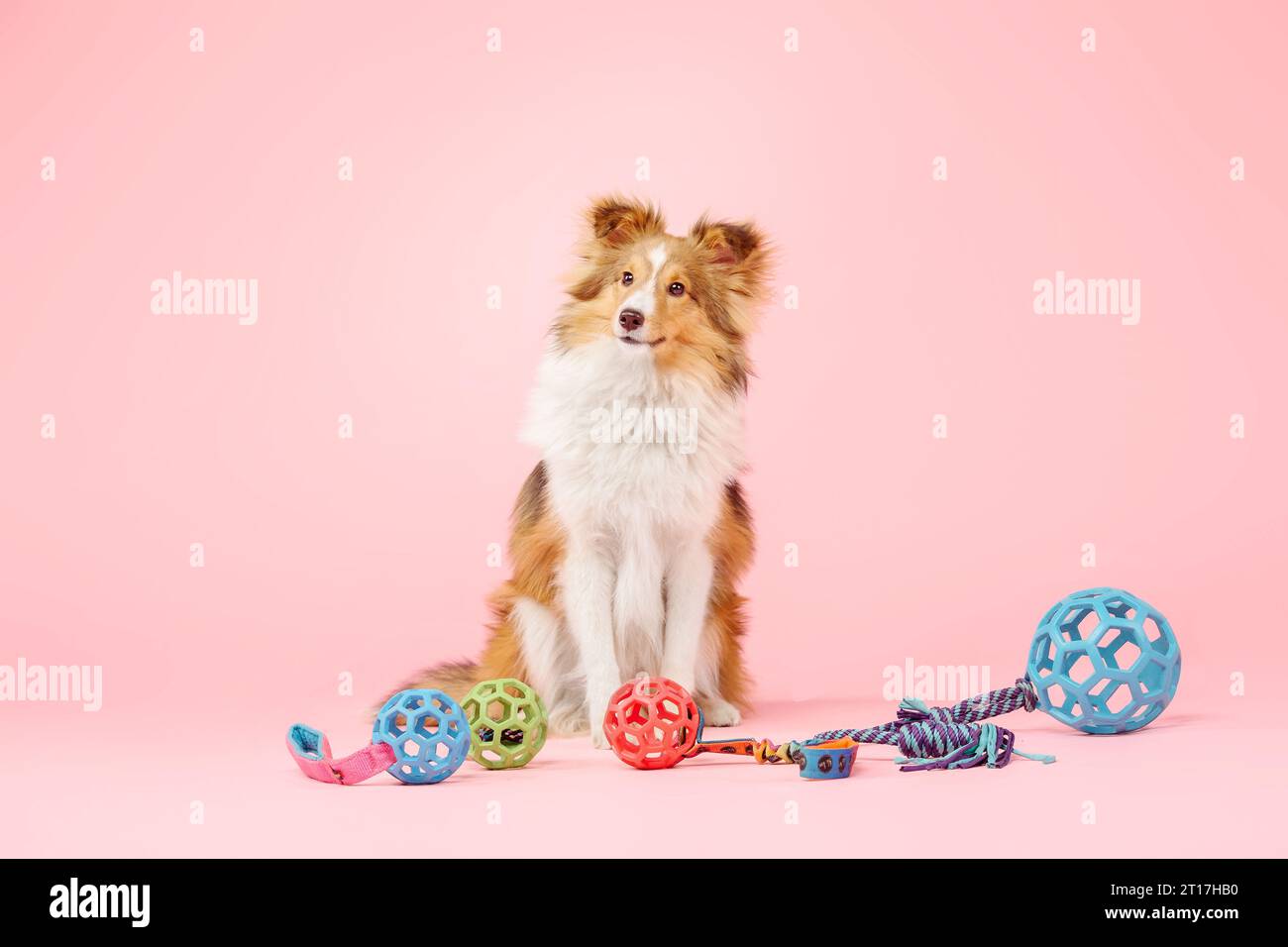Cane Sheepdog delle Shetland nello studio fotografico su sfondo rosa Foto Stock