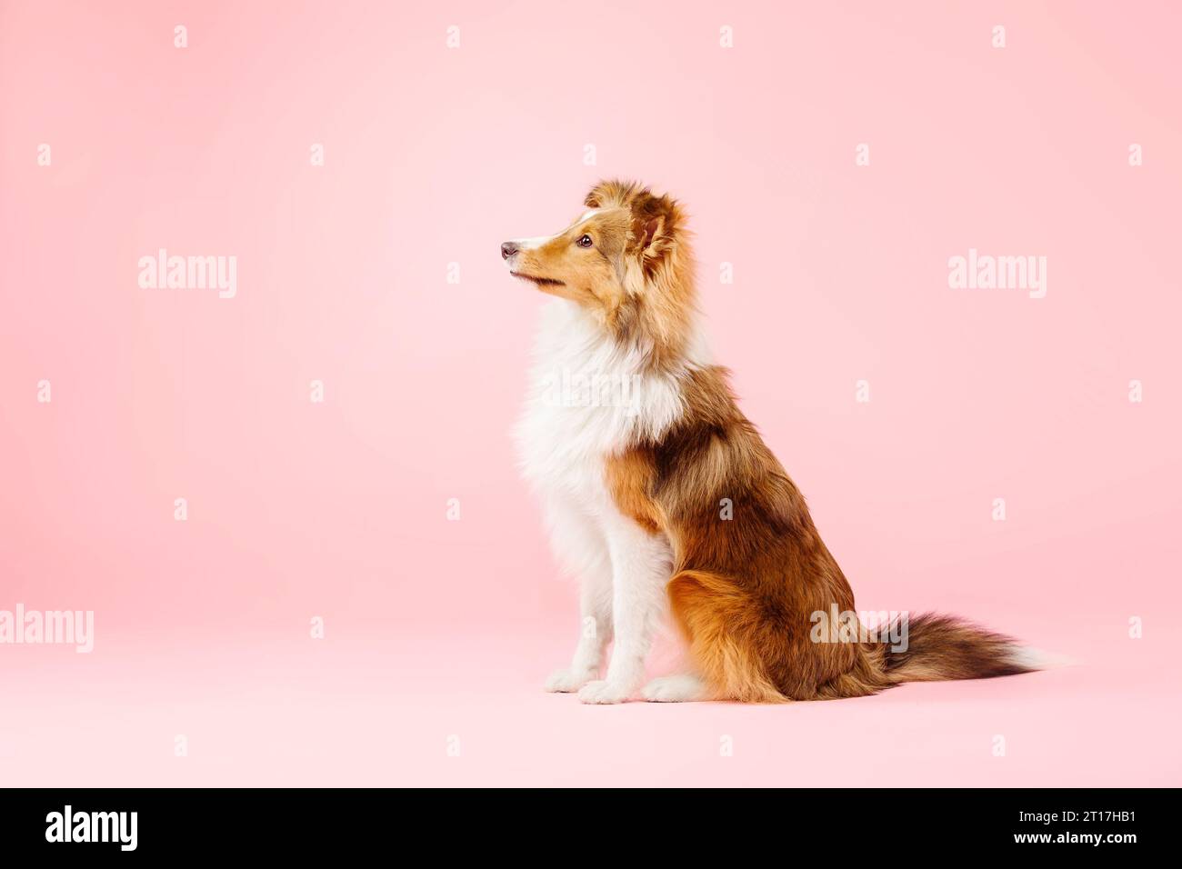 Cane Sheepdog delle Shetland nello studio fotografico su sfondo rosa Foto Stock