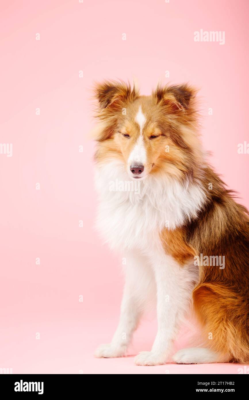 Cane Sheepdog delle Shetland nello studio fotografico su sfondo rosa Foto Stock