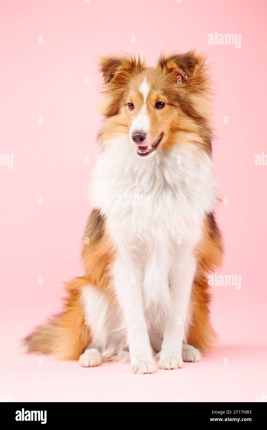 Cane Sheepdog delle Shetland nello studio fotografico su sfondo rosa Foto Stock