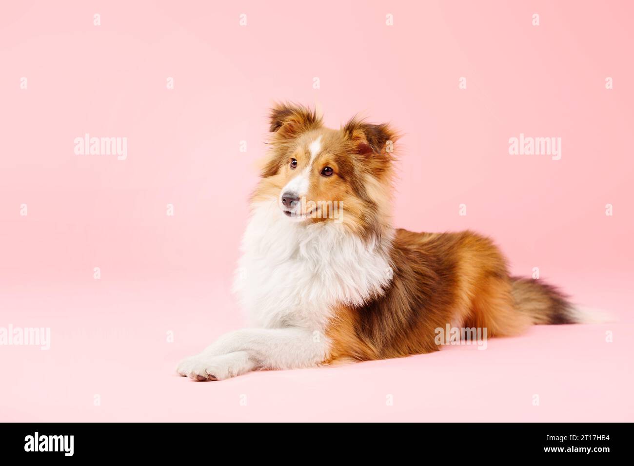 Cane Sheepdog delle Shetland nello studio fotografico su sfondo rosa Foto Stock