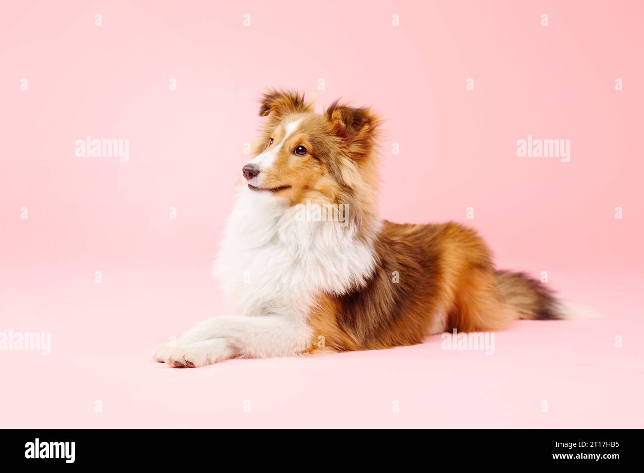 Cane Sheepdog delle Shetland nello studio fotografico su sfondo rosa Foto Stock