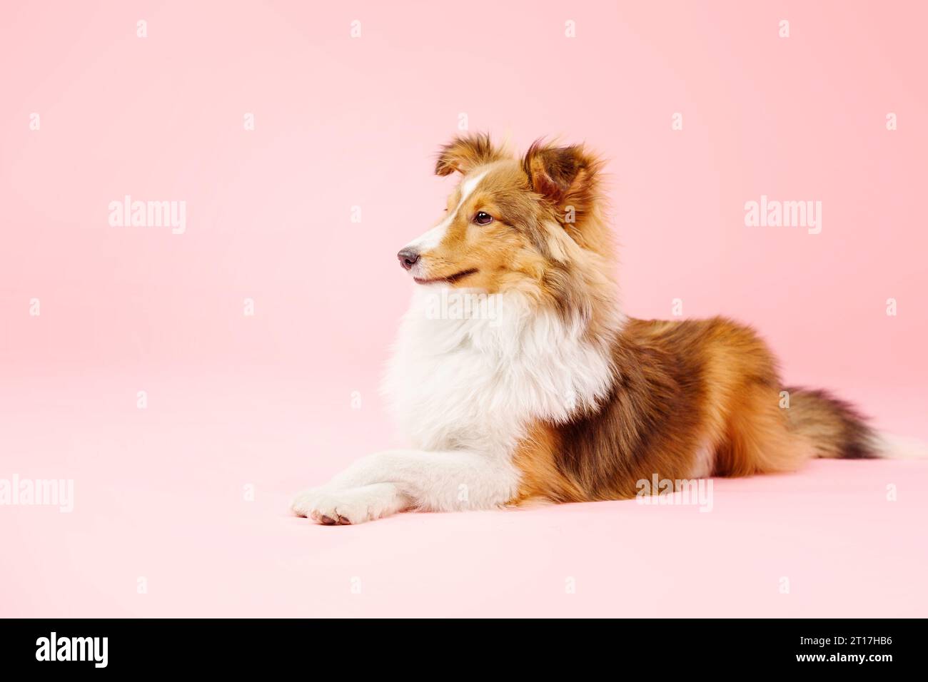 Cane Sheepdog delle Shetland nello studio fotografico su sfondo rosa Foto Stock