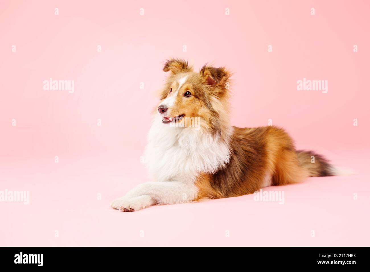 Cane Sheepdog delle Shetland nello studio fotografico su sfondo rosa Foto Stock