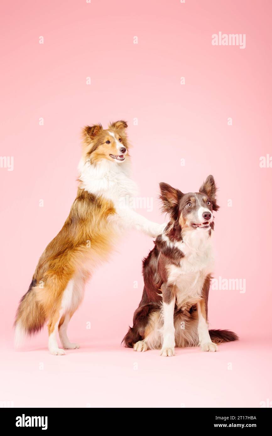 Border Collie Dog e Shetland Sheepdog Dog nello studio fotografico su sfondo rosa Foto Stock
