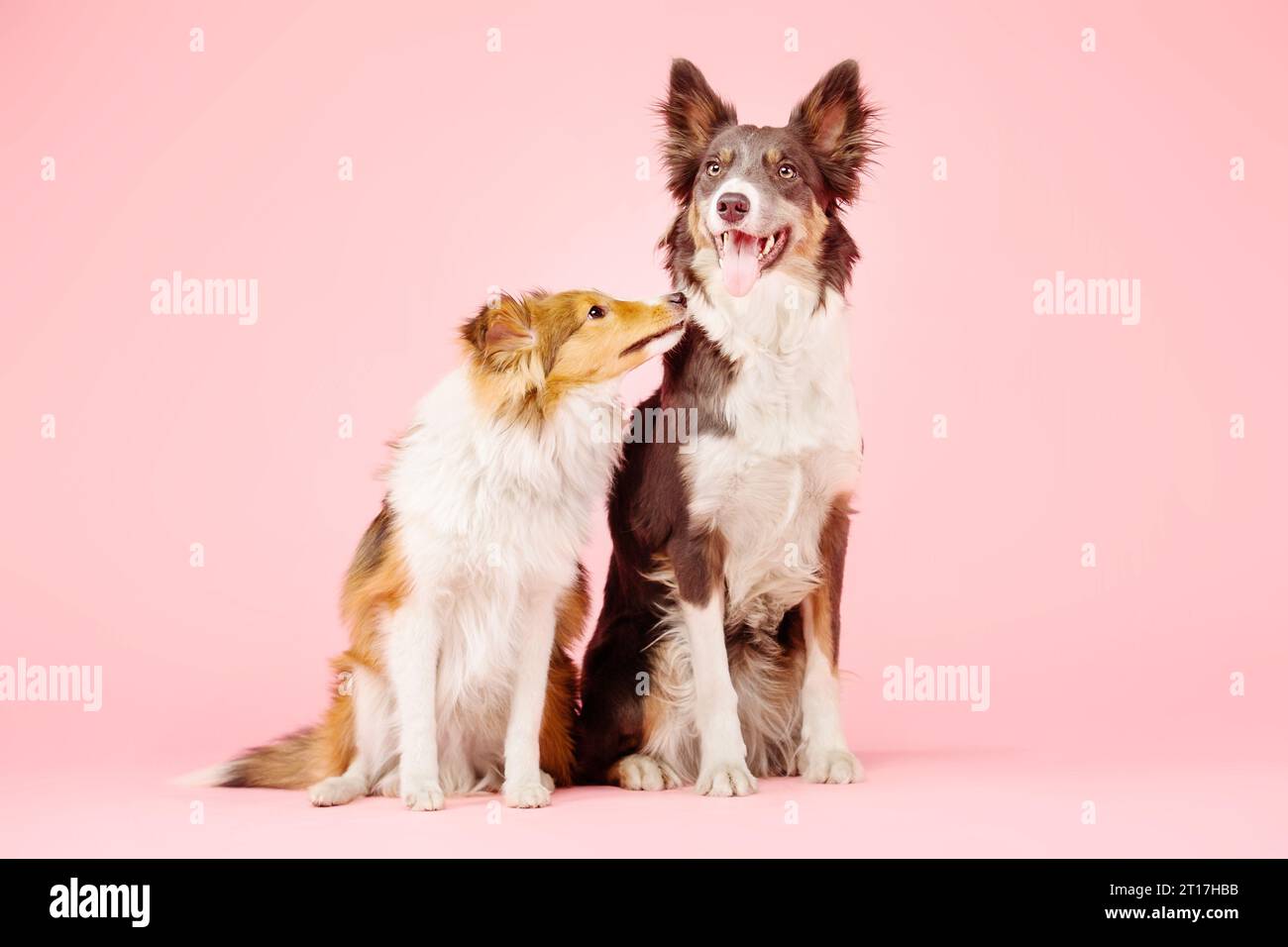Border Collie Dog e Shetland Sheepdog Dog nello studio fotografico su sfondo rosa Foto Stock
