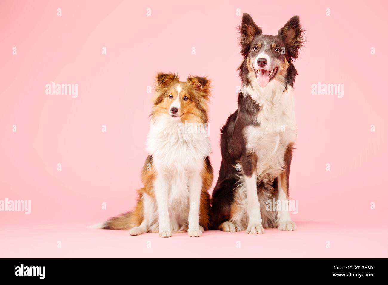 Border Collie Dog e Shetland Sheepdog Dog nello studio fotografico su sfondo rosa Foto Stock