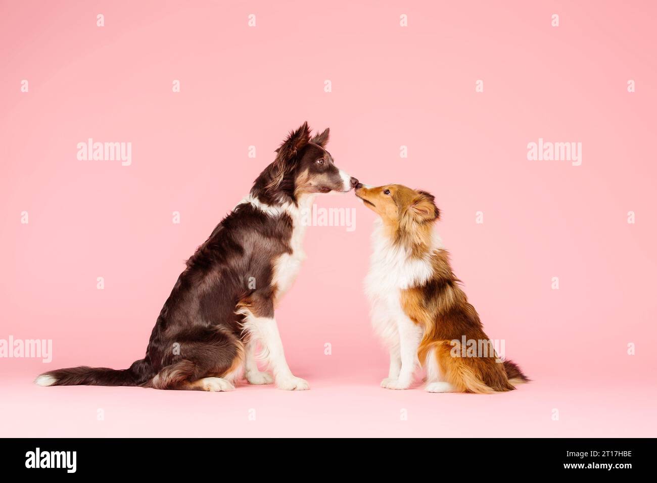 Border Collie Dog e Shetland Sheepdog Dog nello studio fotografico su sfondo rosa Foto Stock