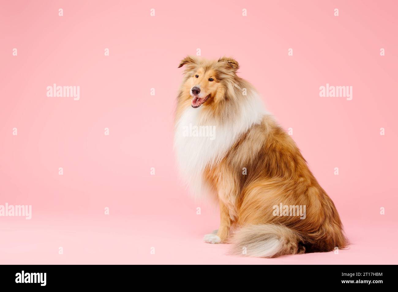 Carino cane collie ruvido su sfondo rosa Foto Stock