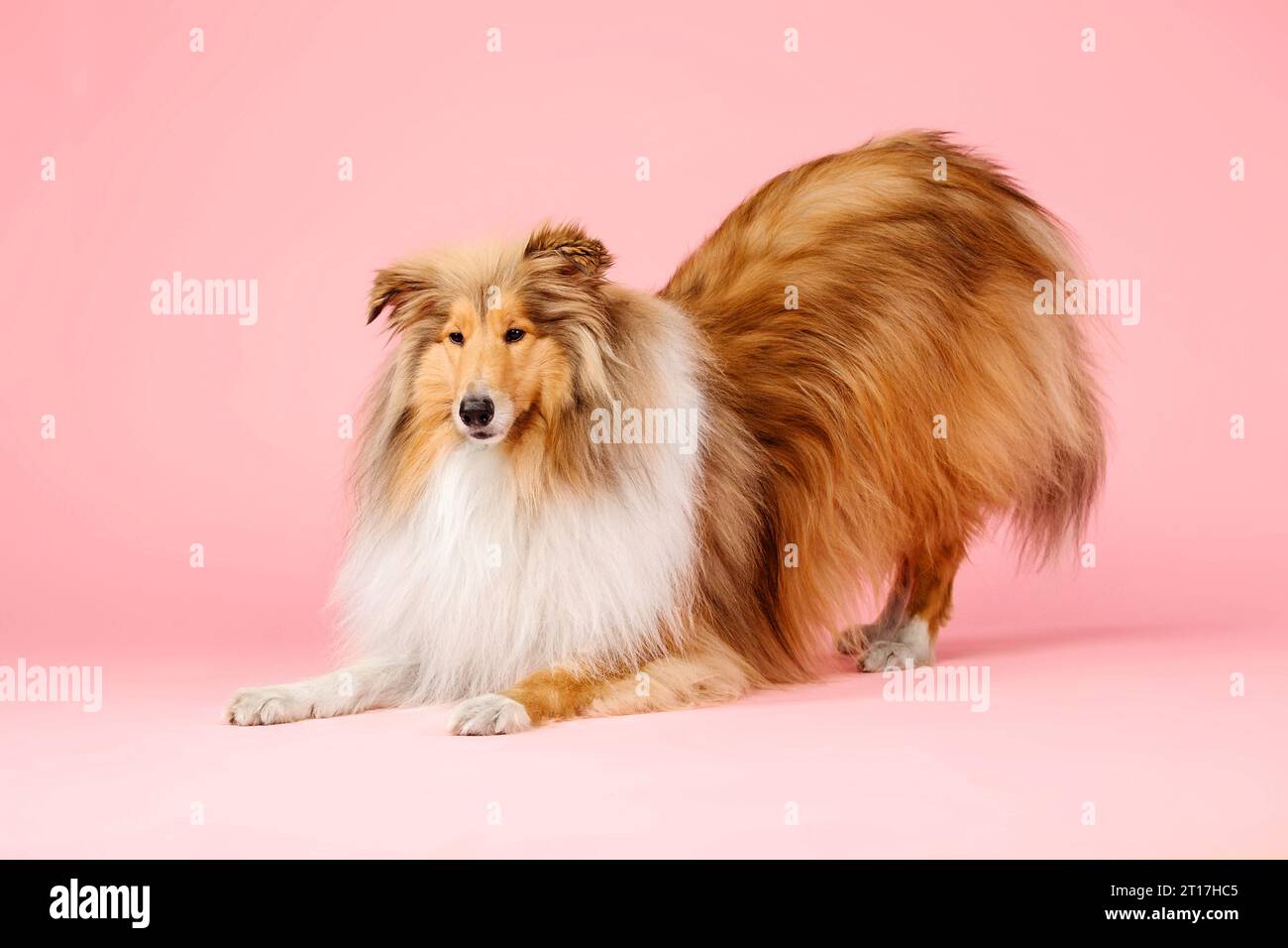 Carino cane collie ruvido su sfondo rosa Foto Stock