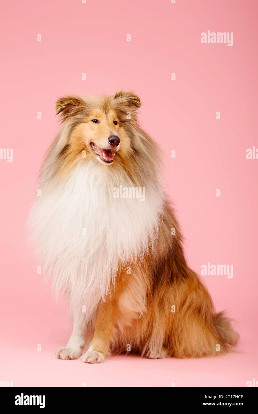 Carino cane collie ruvido su sfondo rosa Foto Stock