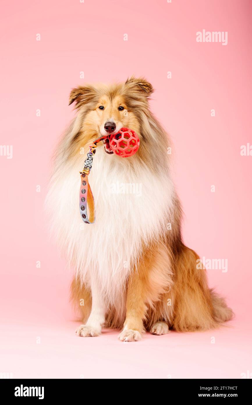 Carino cane collie ruvido su sfondo rosa Foto Stock