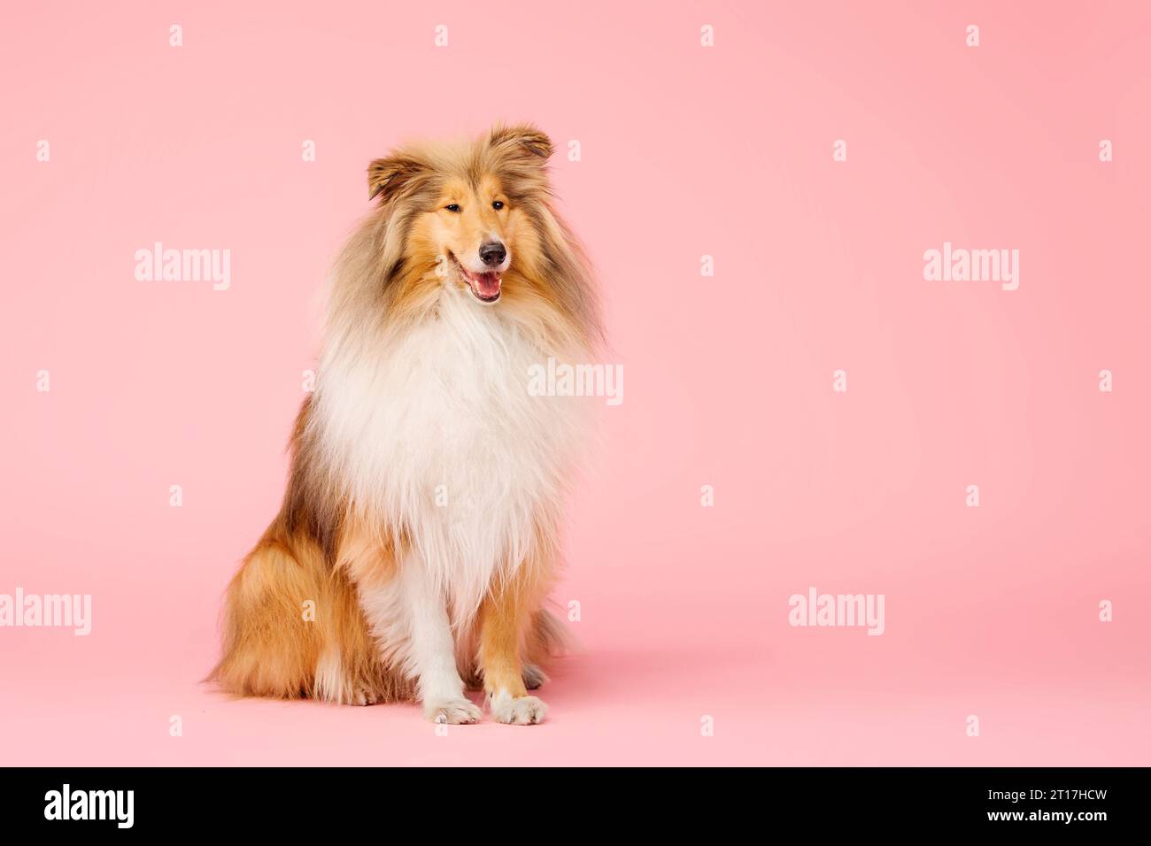 Carino cane collie ruvido su sfondo rosa Foto Stock