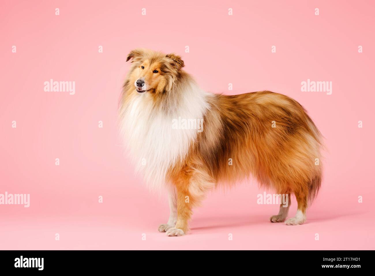 Carino cane collie ruvido su sfondo rosa Foto Stock