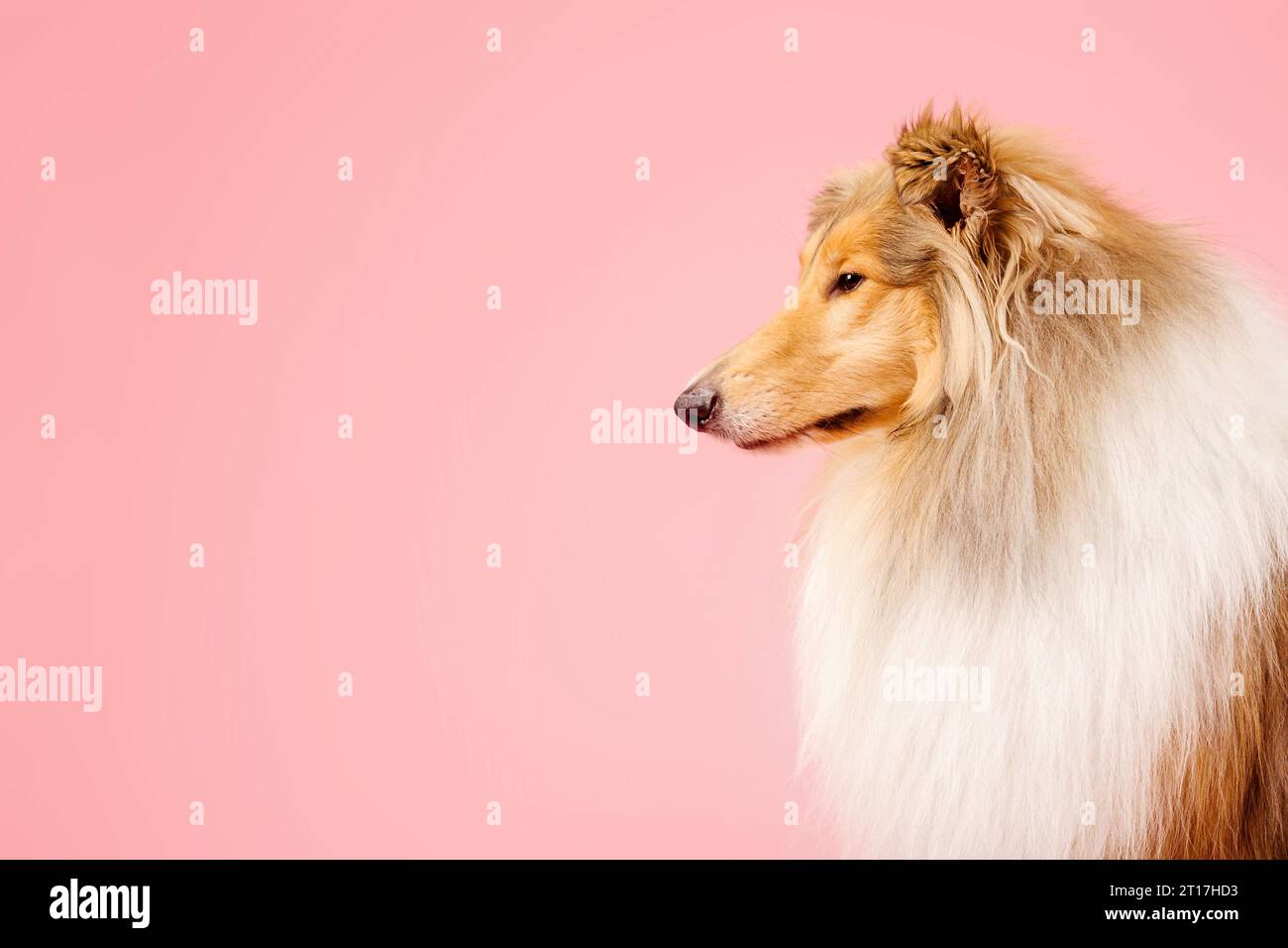 Carino cane collie ruvido su sfondo rosa Foto Stock