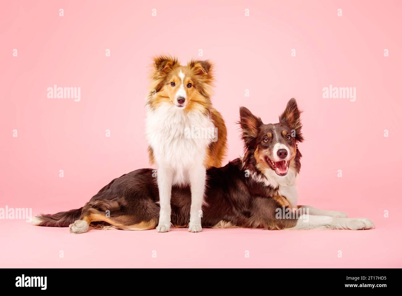 Border Collie Dog e Shetland Sheepdog Dog nello studio fotografico su sfondo rosa Foto Stock