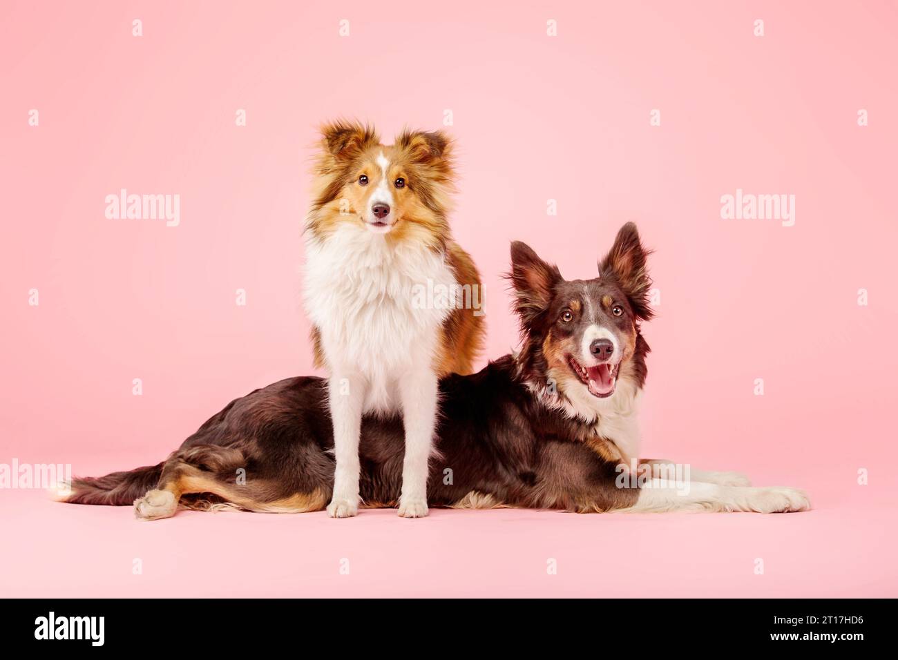 Border Collie Dog e Shetland Sheepdog Dog nello studio fotografico su sfondo rosa Foto Stock