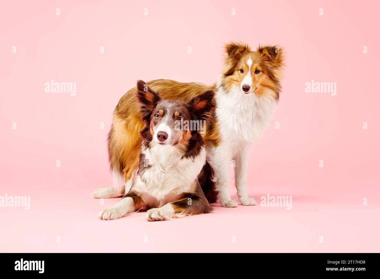 Border Collie Dog e Shetland Sheepdog Dog nello studio fotografico su sfondo rosa Foto Stock