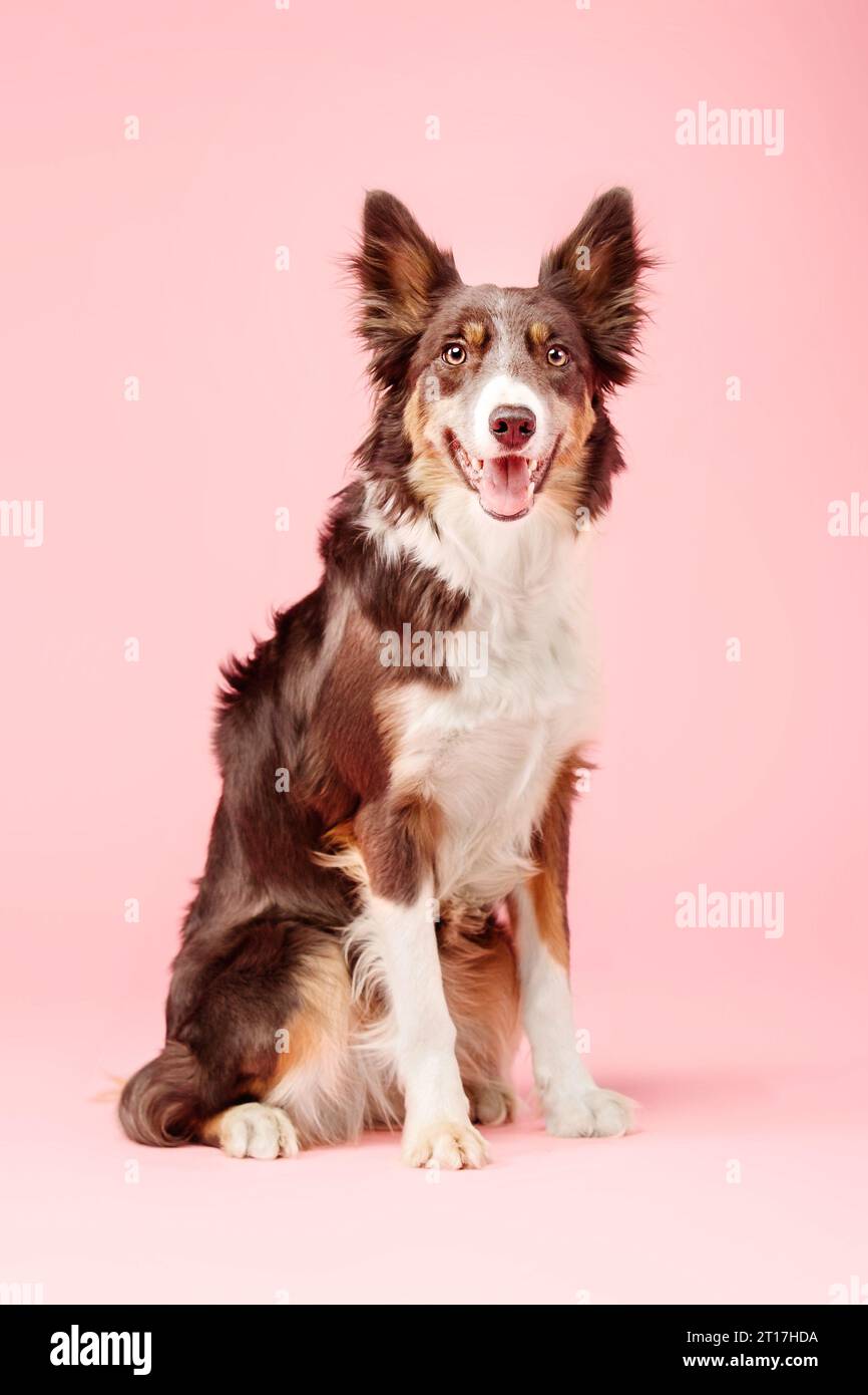 Border Collie Dog nello studio fotografico su sfondo rosa Foto Stock