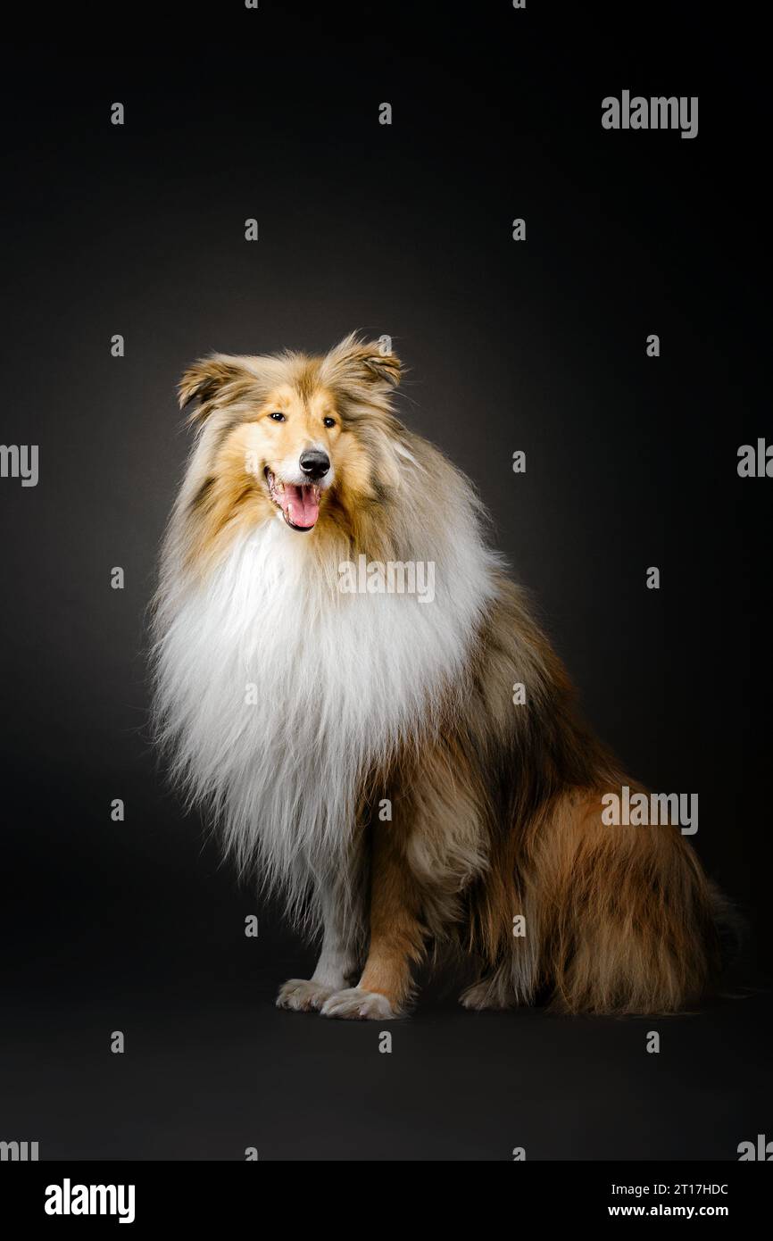 Rough Collie Dog su sfondo nero Foto Stock