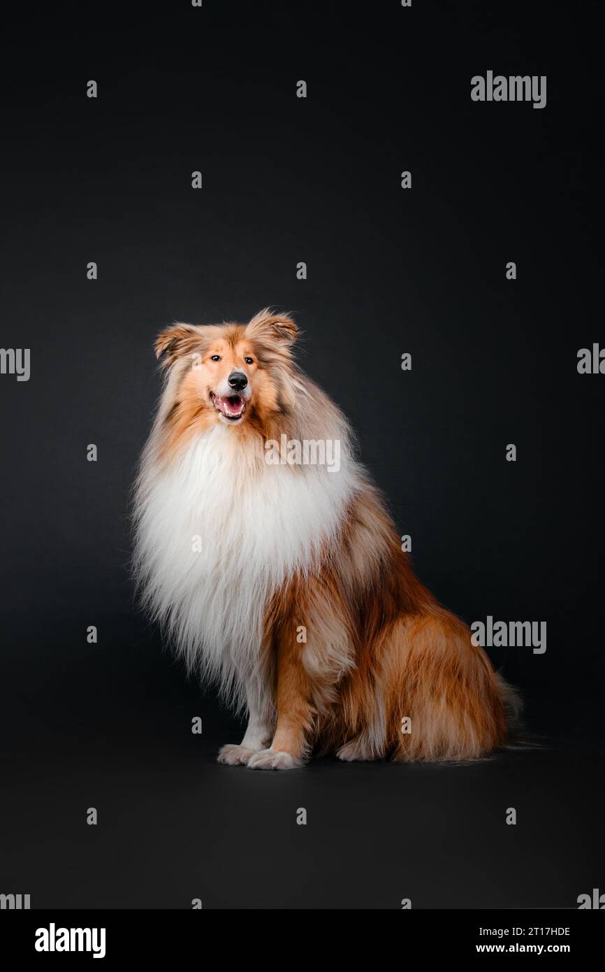 Rough Collie Dog su sfondo nero Foto Stock