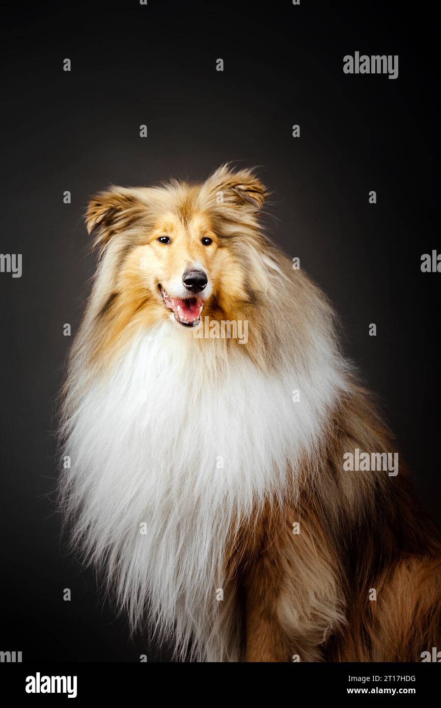 Rough Collie Dog su sfondo nero Foto Stock