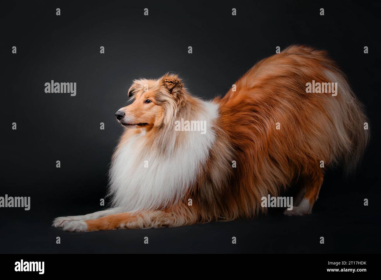 Rough Collie Dog su sfondo nero Foto Stock