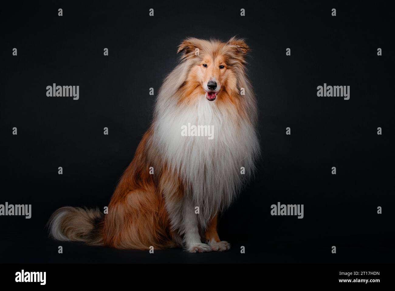 Rough Collie Dog su sfondo nero Foto Stock