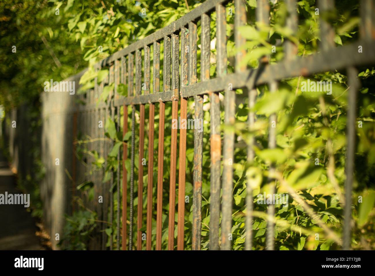 Recinzione nel parco. Vegetazione dietro la recinzione. Parco recintato. Molte piante sul posto. Foto Stock