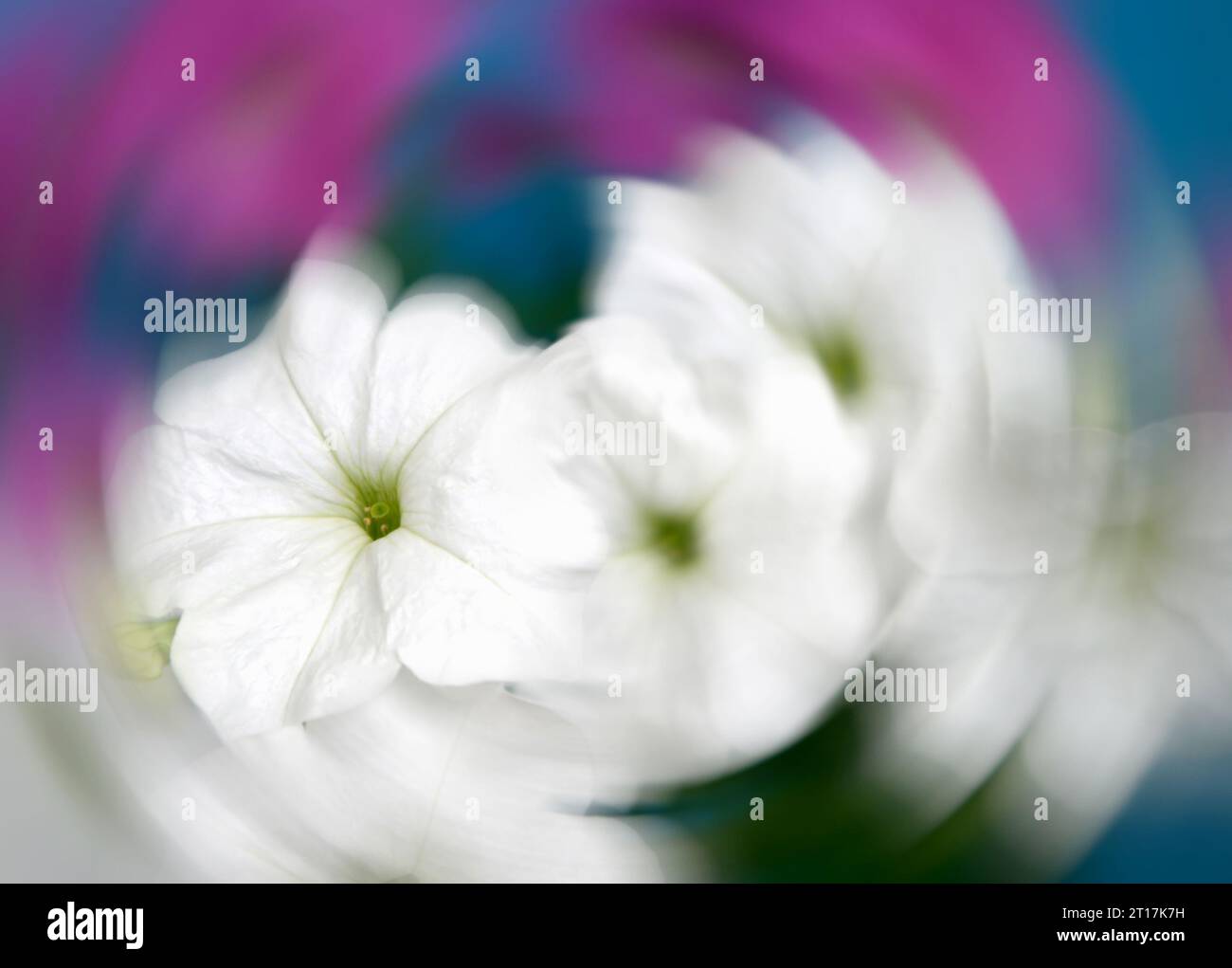 primo piano dei fiori di petunia sfondo astratto Foto Stock