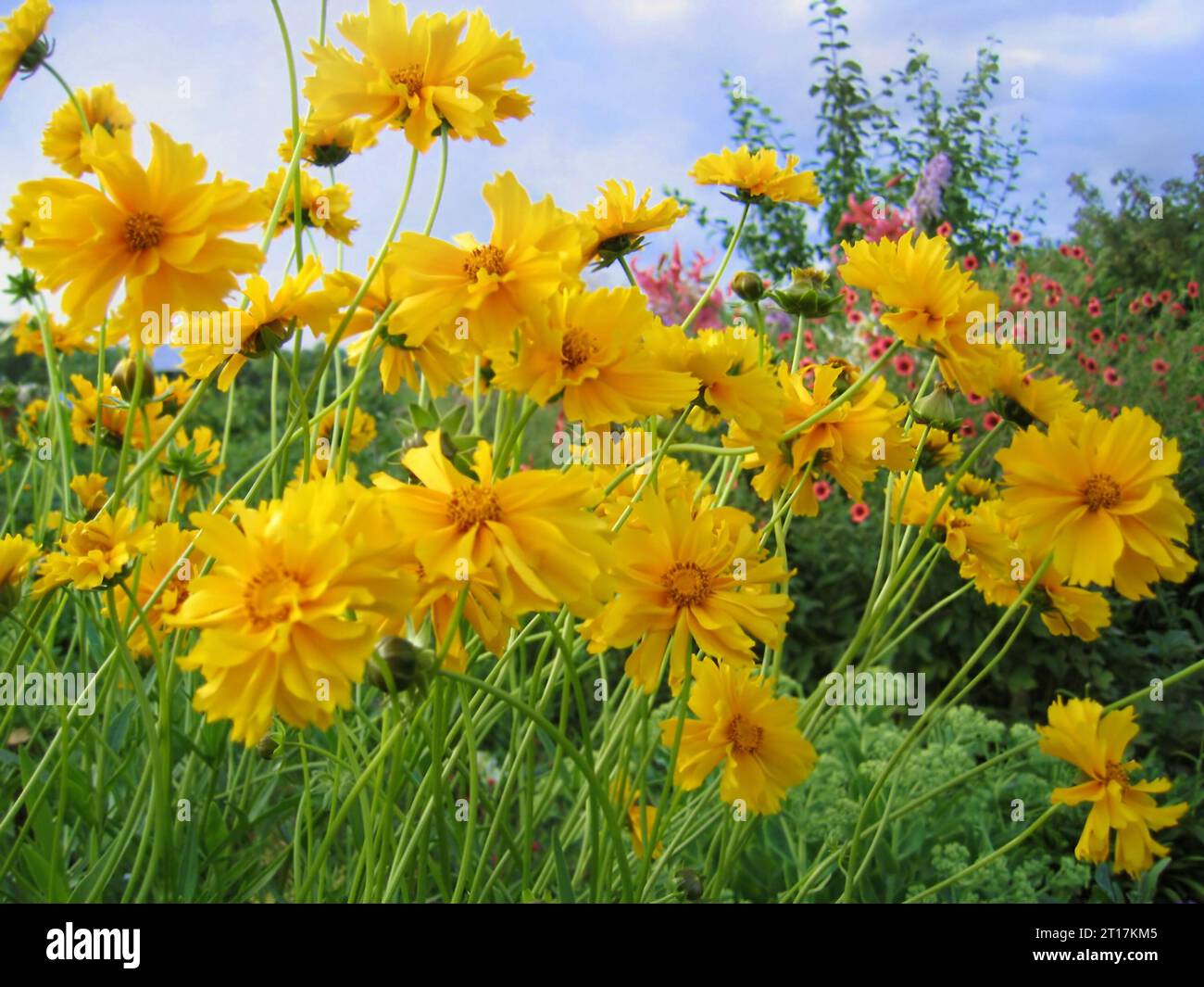 Splendido Coreopsis giallo nel giardino estivo Foto Stock