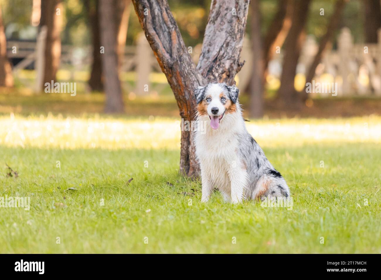 Cane pastore australiano in una passeggiata nel parco. Cane in erba verde. Foto Stock