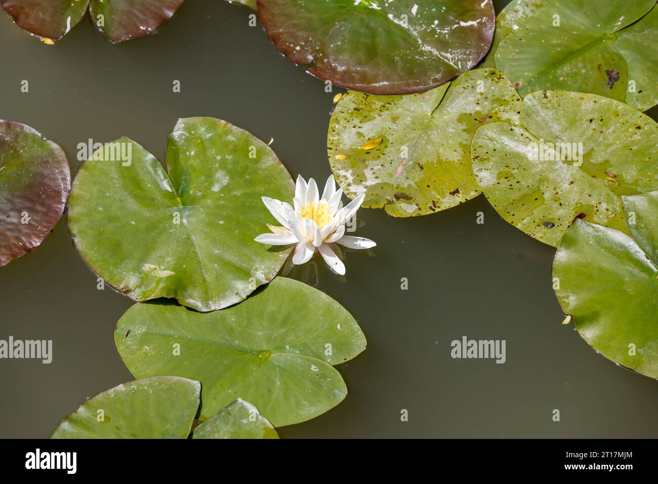 fiori di loto bianco sulla ninfee Foto Stock