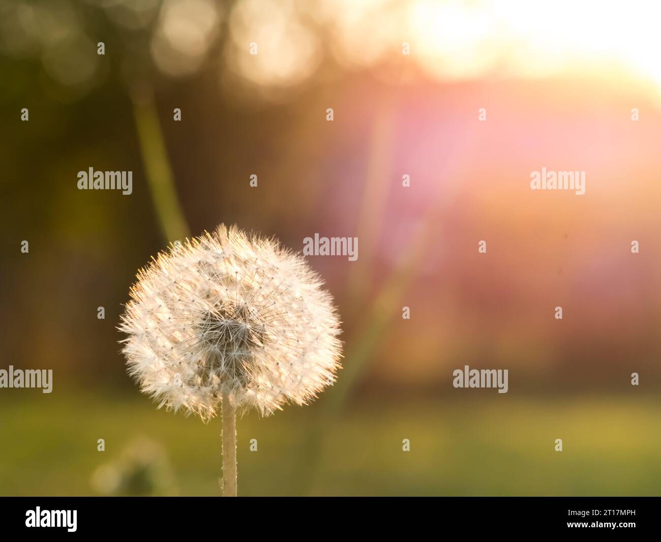 Dandelion con retroilluminazione Macro shot foto stock Foto Stock