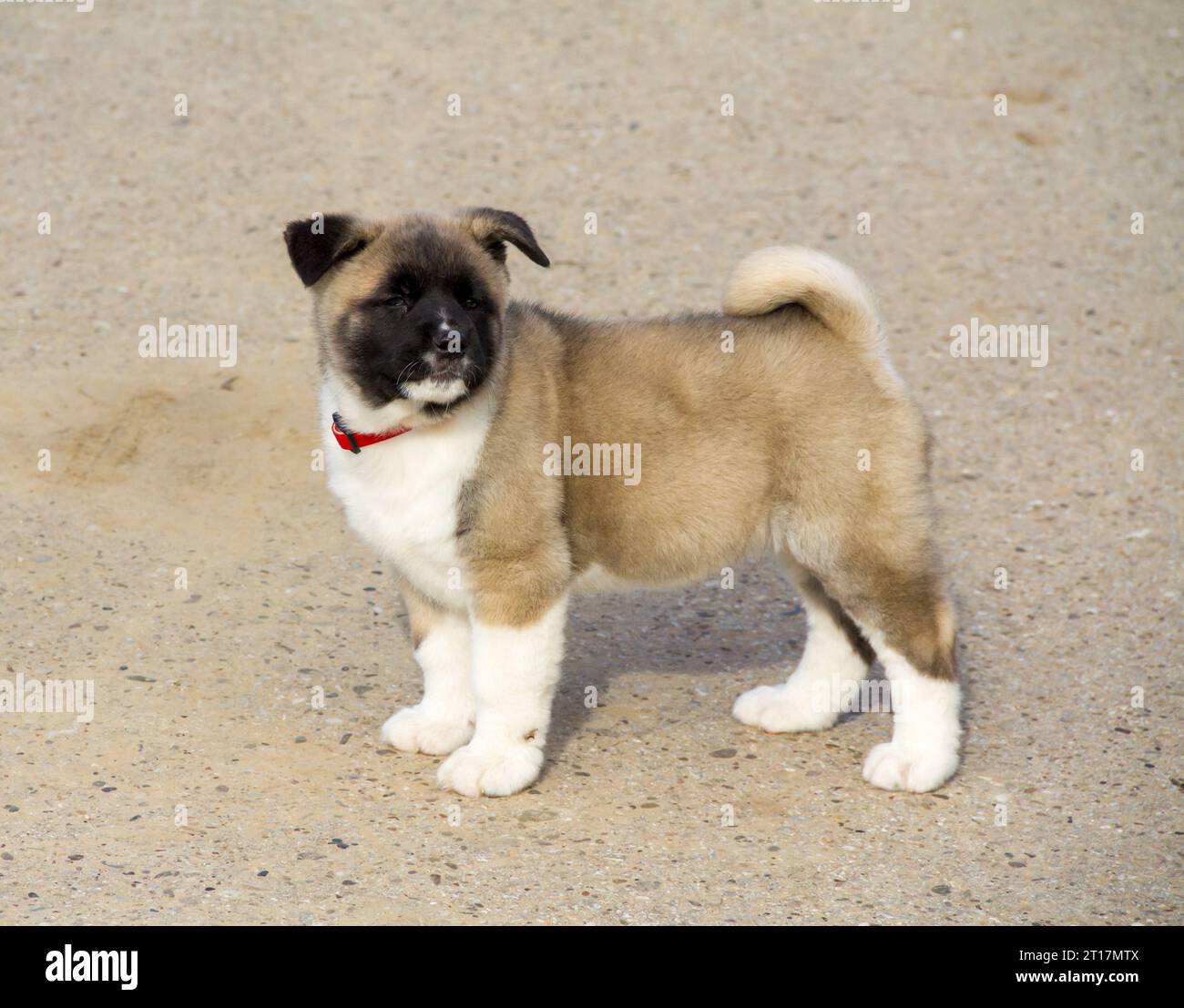 Bellissimo cucciolo di Akita Inu sulla strada Foto Stock
