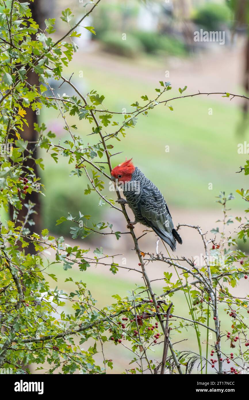 Una gang maschile cockatoo (Callocephalon fimbriatum) con una bella cresta rossa, arroccata su un albero Foto Stock