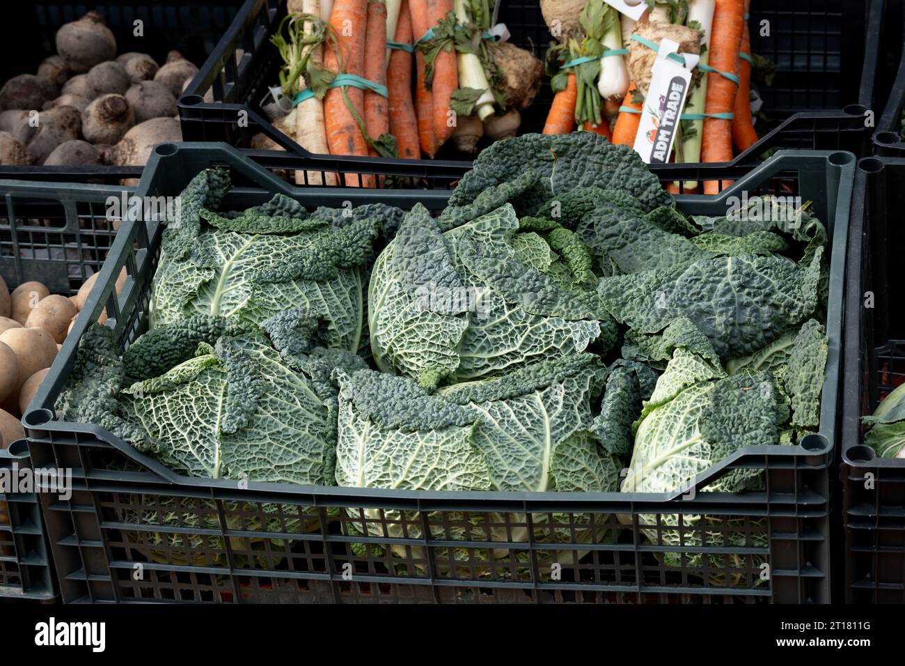 Savoy Cabbages in vendita fuori da un negozio, Warwickshire, Regno Unito Foto Stock
