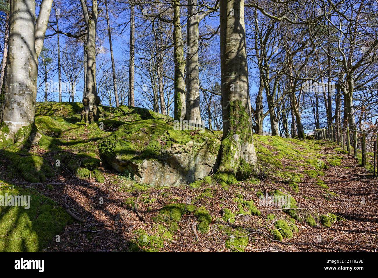 Cumbria, Inghilterra, Regno Unito. Alberi e rocce si nascondono nel muschio nel North Western Lake District vicino a Bassenthwaite Foto Stock