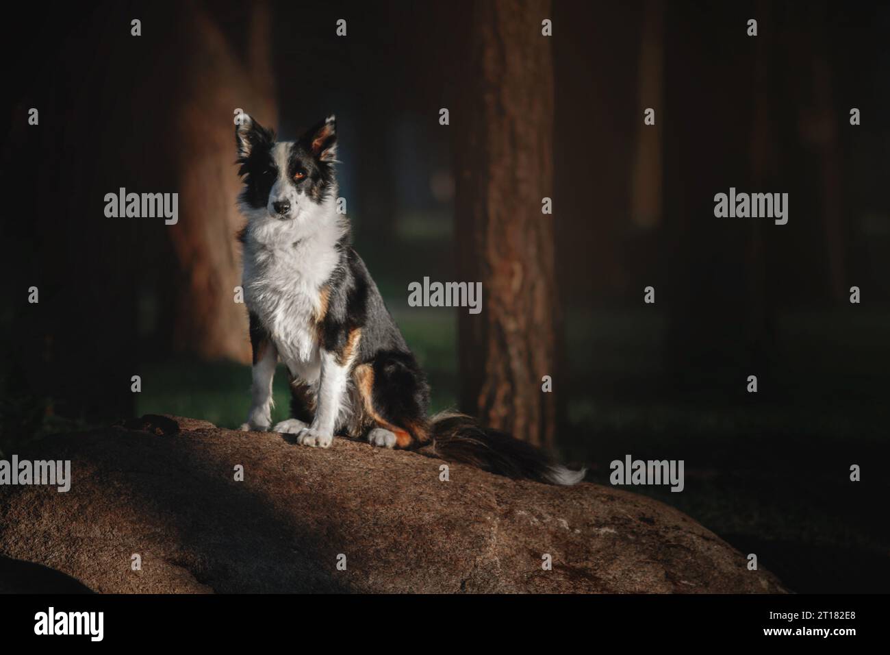 Happy Border Collie Dog che si gode una passeggiata nella natura tra il verde e gli alberi lussureggianti Foto Stock