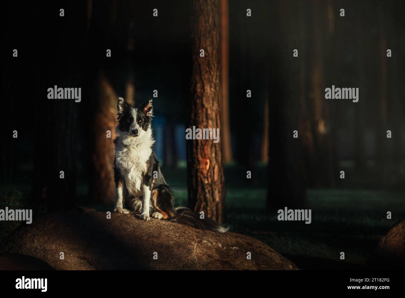 Happy Border Collie Dog che si gode una passeggiata nella natura tra il verde e gli alberi lussureggianti Foto Stock