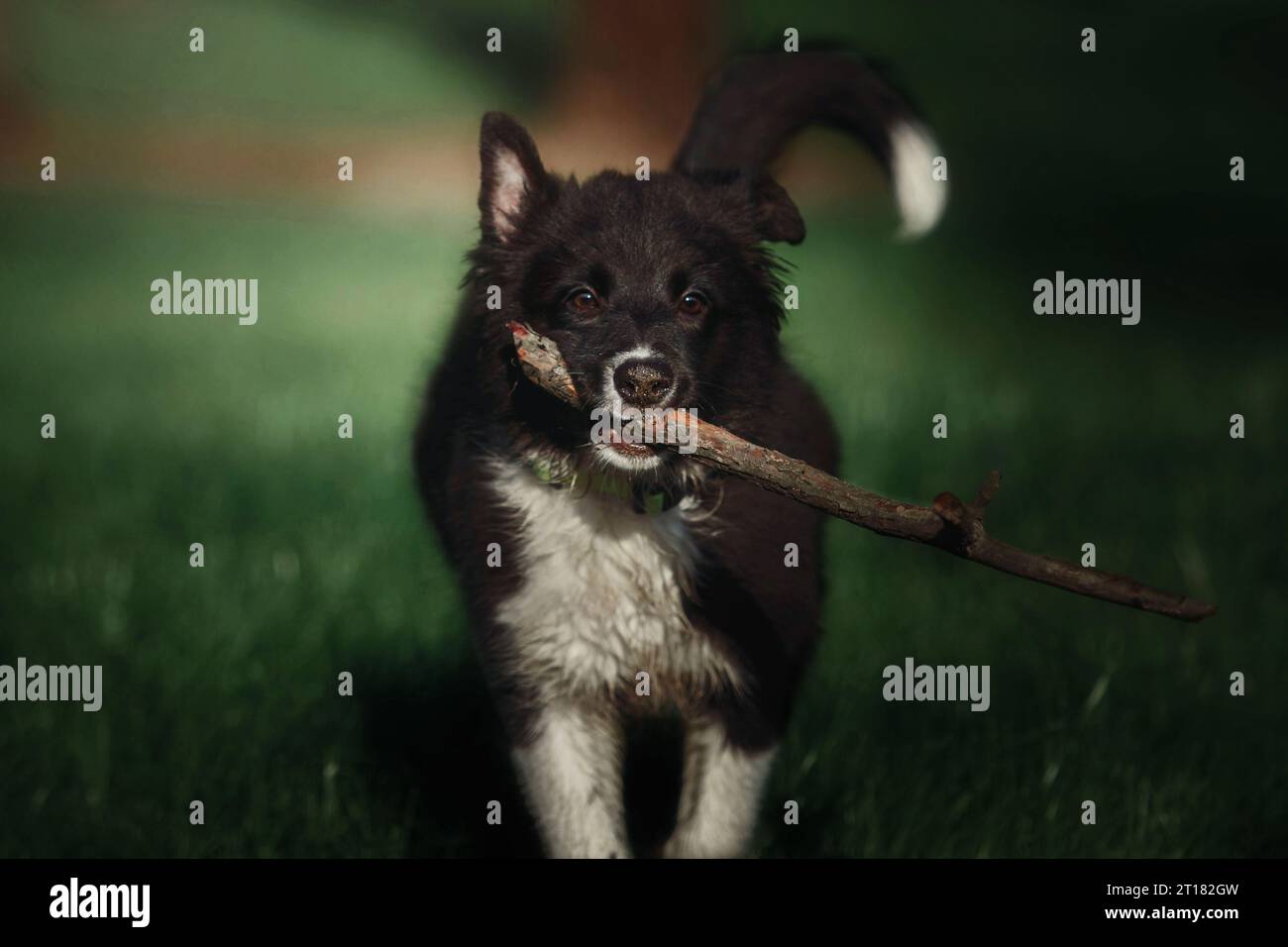 Happy Border Collie cucciolo che si gode una passeggiata nella natura Foto Stock